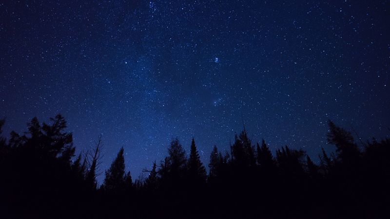 starry sky, trees, stars, night, fir-tree, outlines, 4k