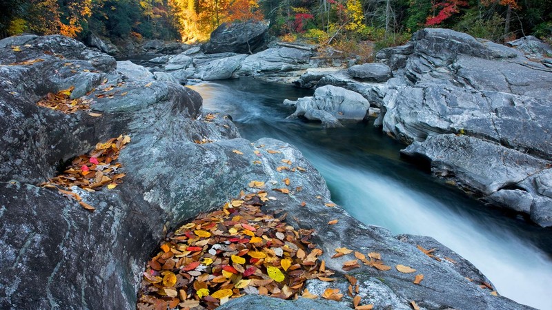 river, water, leaves, trees, landscape, rocks