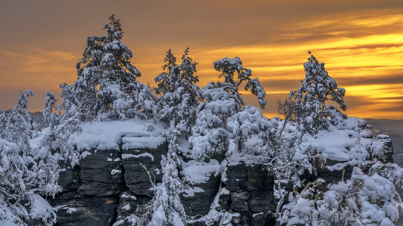 winter, sunlight, snow, trees, dusk, yellow