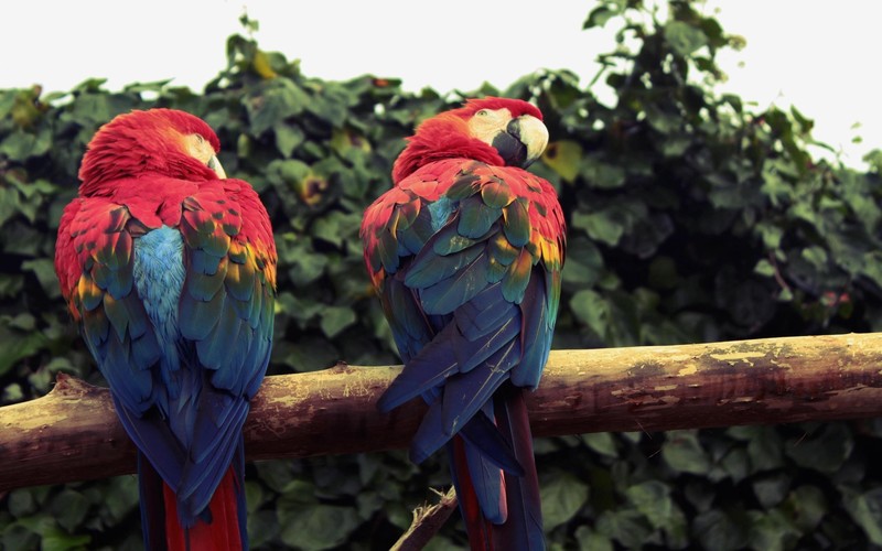 animals, birds, parrot