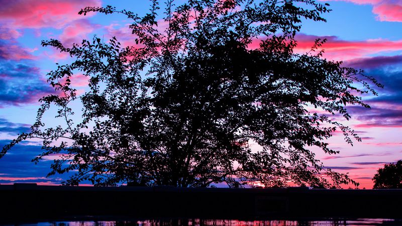 tree, sunset, branches, clouds, 4k