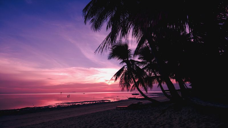 palm trees, beach, sunset, tropics, branches, shore, 4k