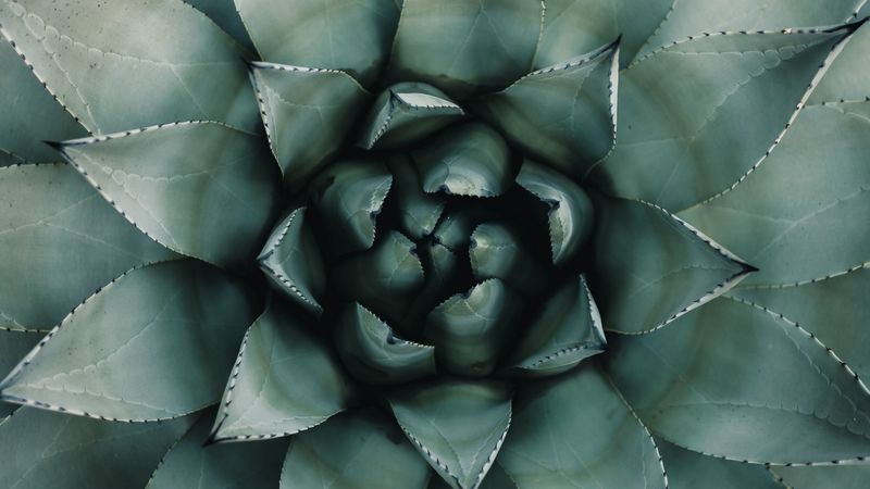 blue agave, agave, symmetry, plant, leaves, 4k