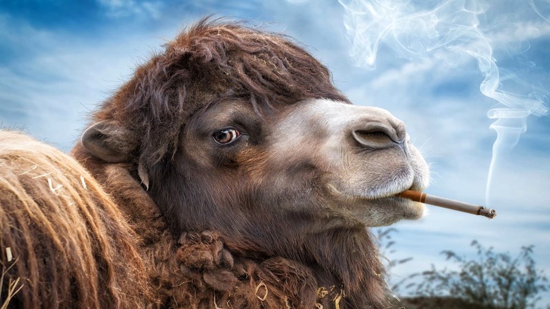 nature, animals, camels, cigarettes, smoke, humor, smoking, animal eyes