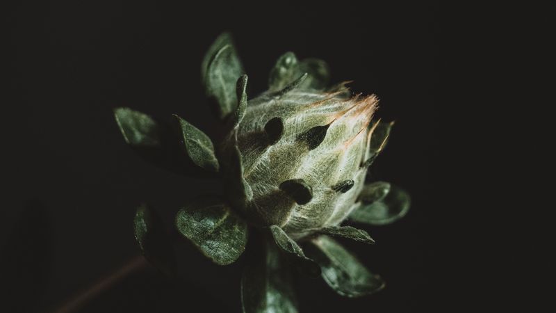 flower, plant, dark, bud, green, 4k