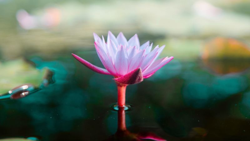 lotus, flower, water, pink, blur, 4k