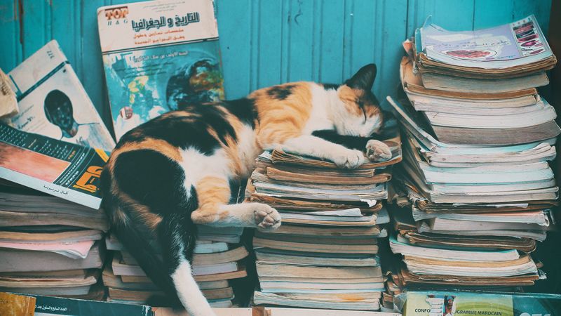 cat, sleep, magazines, relax, books, 4k