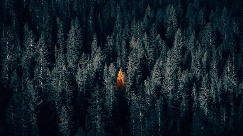 autumn, forest, aerial view, contrast, dark, 4k