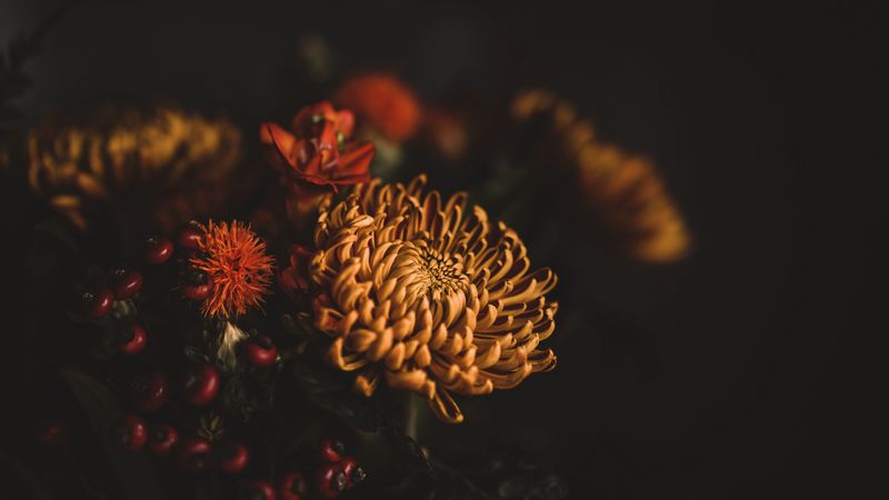 flowers, bouquet, composition, dark, 4k