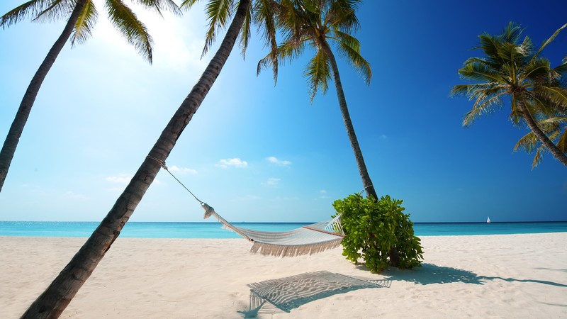 beach, palm trees, hammocks, sky, outdoors