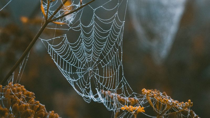 cobweb, branches, blur, dew, macro, 4k