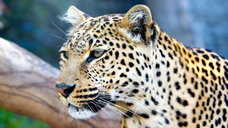 big cats, yellow eyes, animals, leopard
