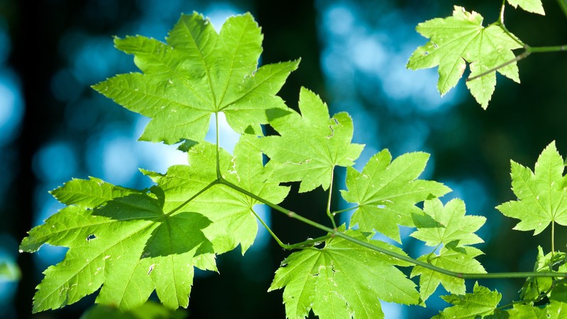 nature, plants, twigs, leaves