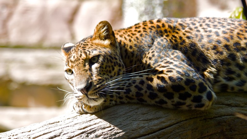 nature, big cats, Gepard (Animal), animals