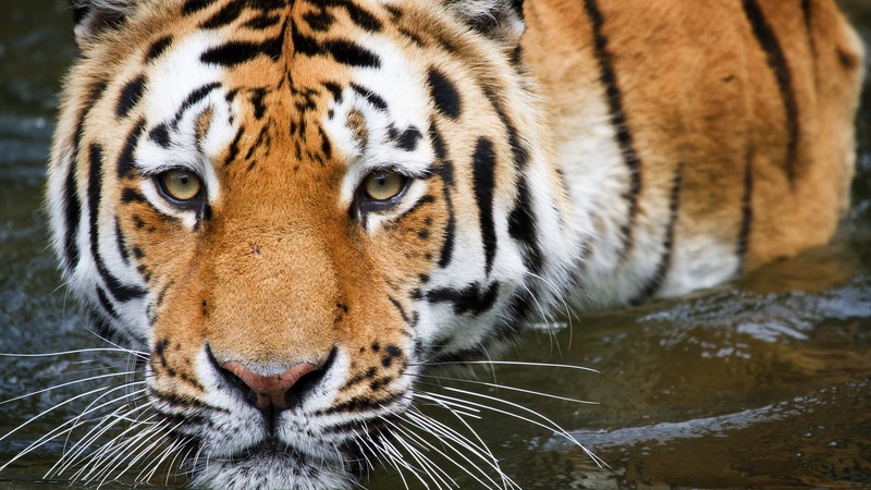 animals, tiger, water, yellow eyes, big cats