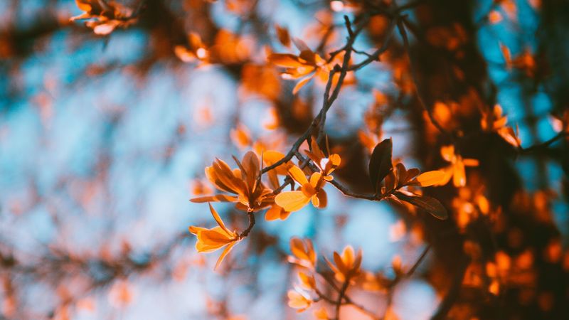 branches, blur, autumn, leaves, 4k
