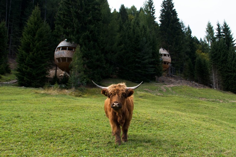 animals, nature, cow