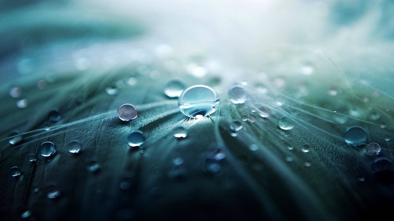 nature, water drops, leaves, plants, macro