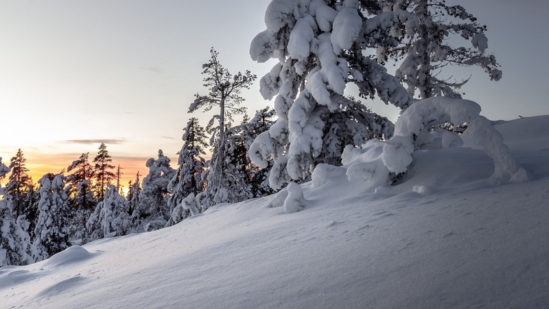 landscape, nature, trees, snow, winter