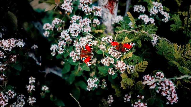 butterflies, flowers, patterns, summer, blur, 4k