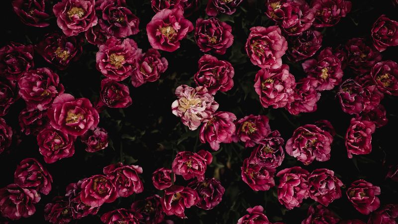 tulips, flower bed, flowering, buds, petals, 4k