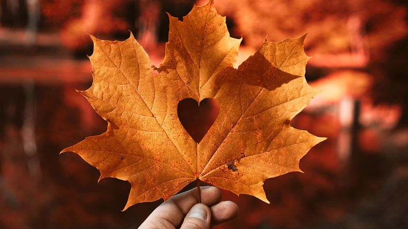 leaf, maple, autumn, heart, hand, blur, 4k