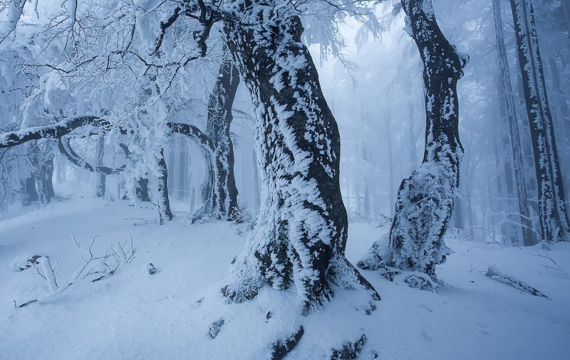 snow, winter, trees, nature