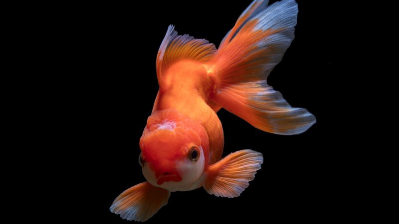 fish, underwater world, swim, orange, 4k