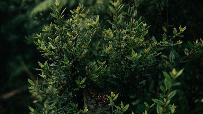 bush, plant, leaves, green, shade, 4k