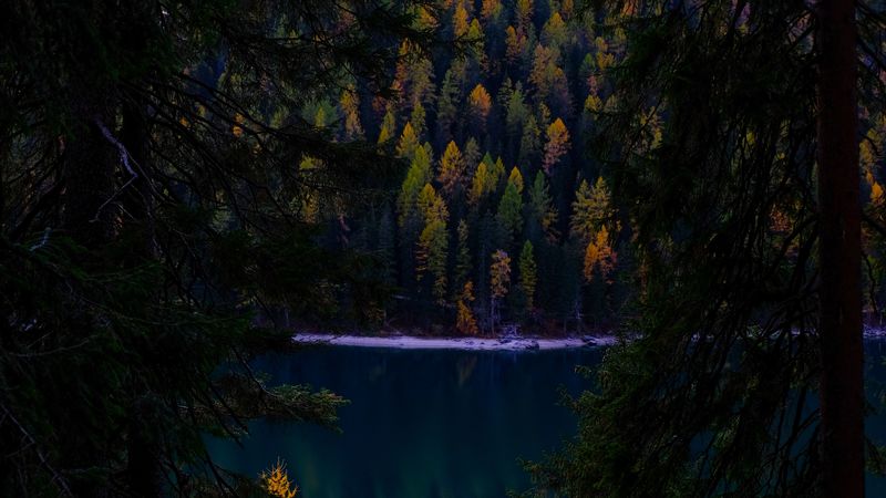 forest, autumn, lake, branches, dark, 4k