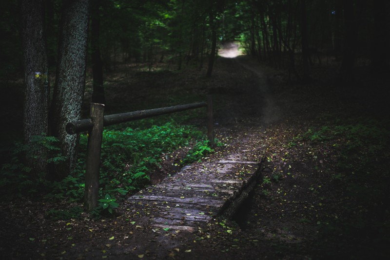 nature, wood bridge, forest