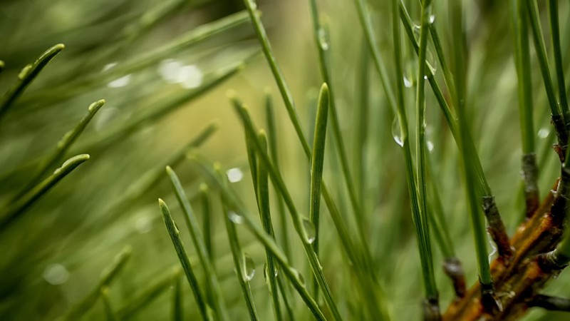 pine trees, macro, nature, closeup, water drops, trees, forest, photography, wet, green