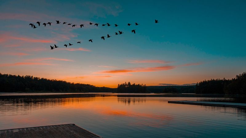 lake, sunset, birds, flight, horizon, 4k
