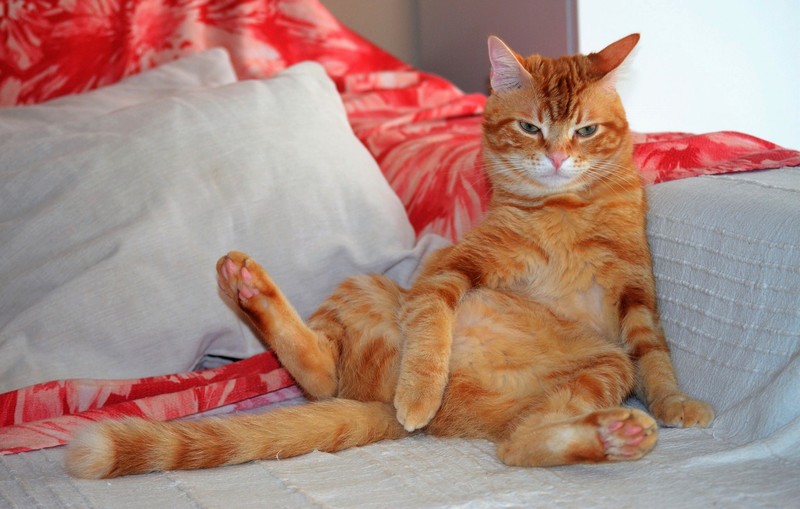 cats, strategic covering, animals, indoors, pillow, tail