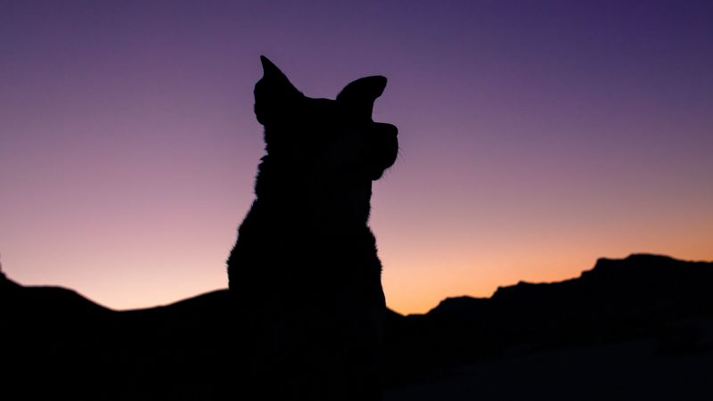 silhouette, dog, night, sky, 4k