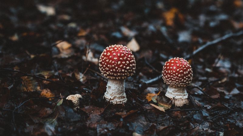 amanitas, mushrooms, autumn, forest, foliage, blur, 4k