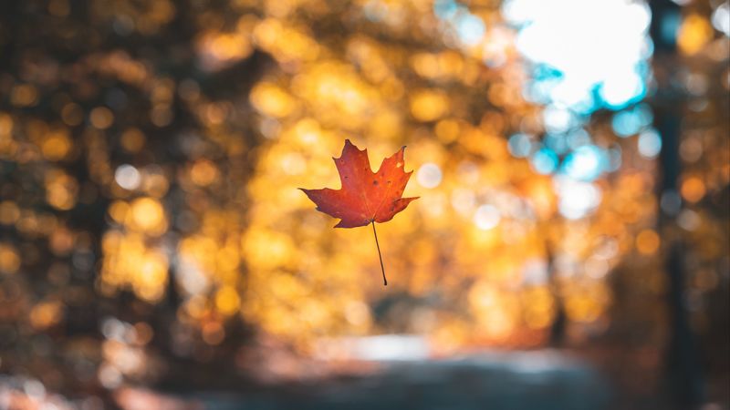 leaf, maple, autumn, levitation, blur, 4k