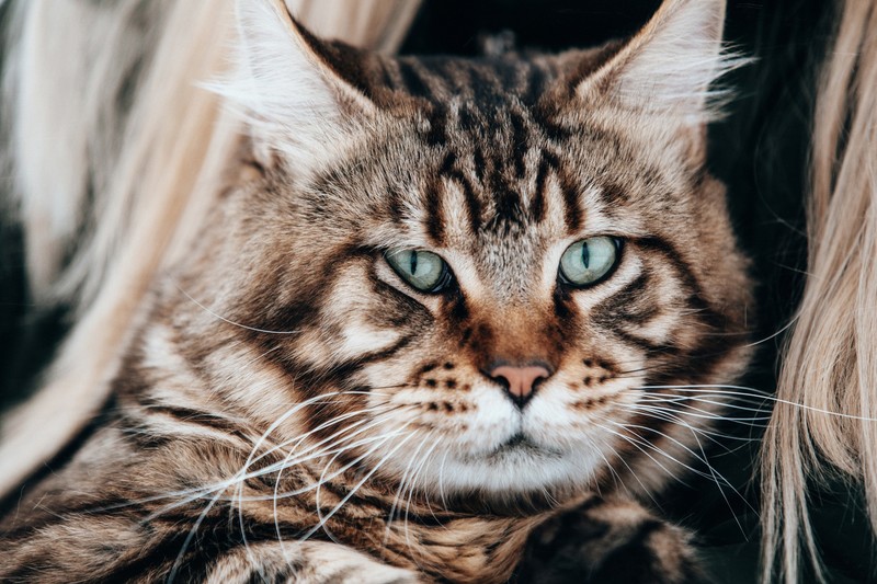 animals, cats, feline, green eyes, cat eyes
