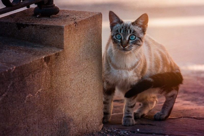 animals, cats, feline, blue eyes, cat eyes