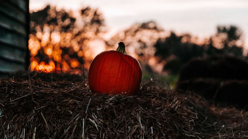 pumpkin, autumn, hay, blur, 4k
