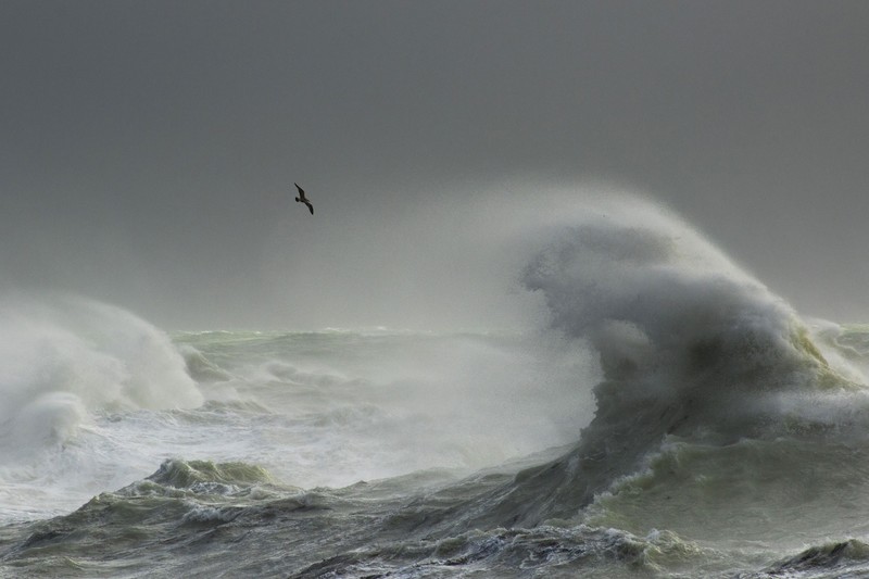 nature, landscape, water, sea, birds, waves, clear sky