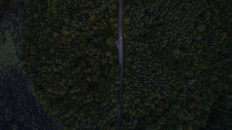 road, trees, aerial view, forest, 4k