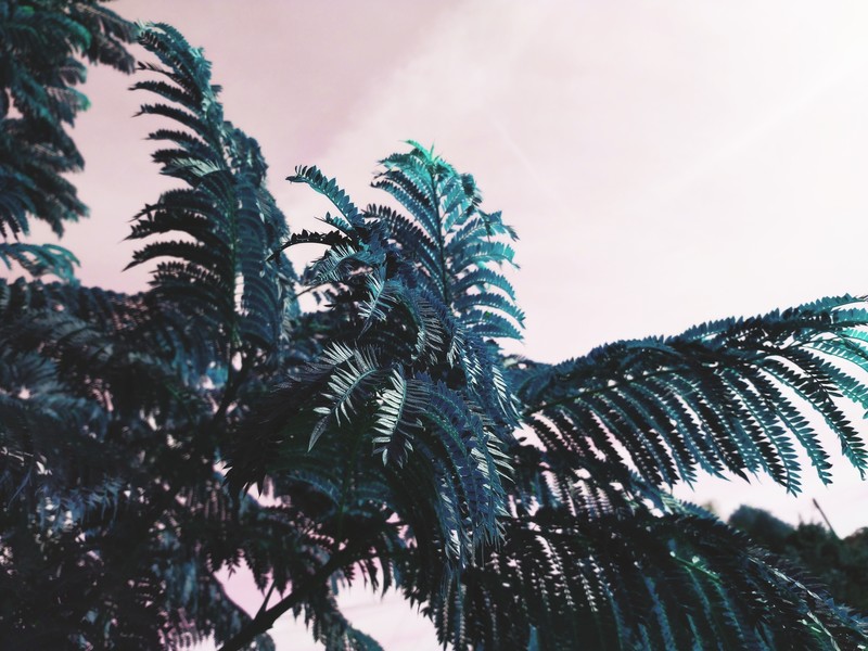 trees, white, nature, plants, leaves