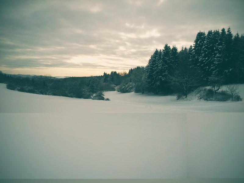 trees, pine trees, white, snow, snow covered, landscape