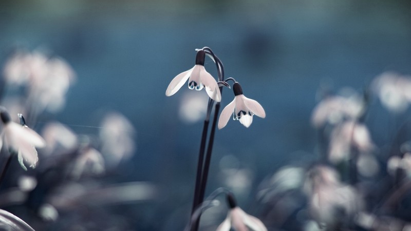 nature, flowers, stem, plants, macro