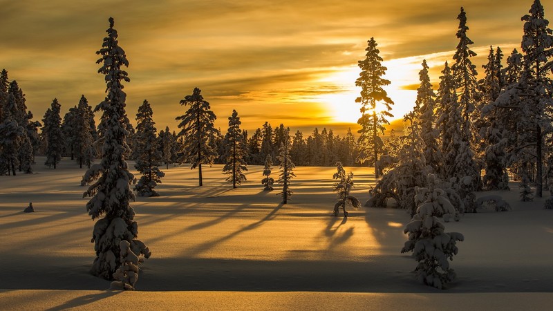landscape, nature, winter, snow, firtree, sunrise, sunset
