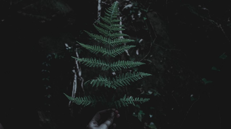 nature, plants, leaves, branch, dark, filter, depth of field