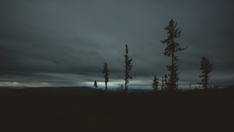 landscape, nature, forest, trees, dark, filter