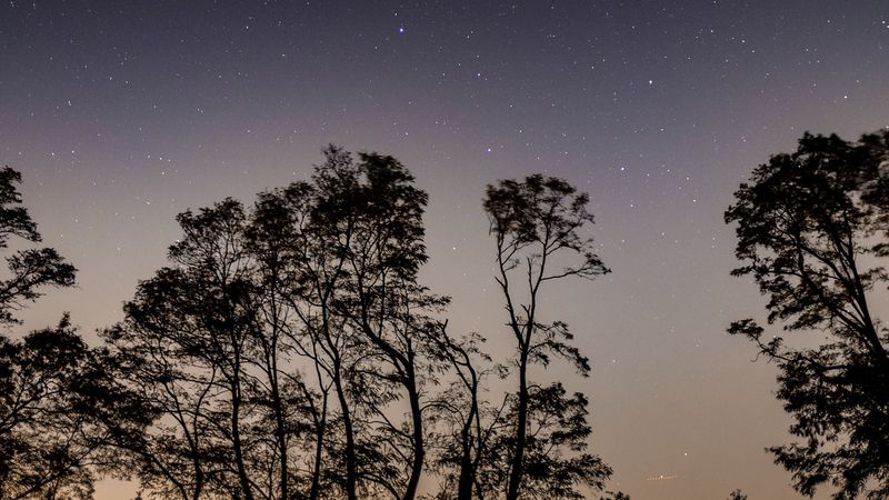 starry sky, trees, night, sky, branches, 4k