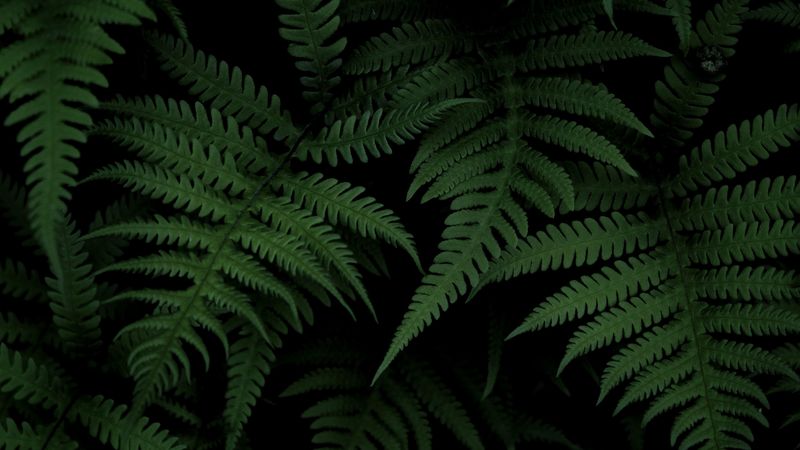 fern, bush, green, 4k